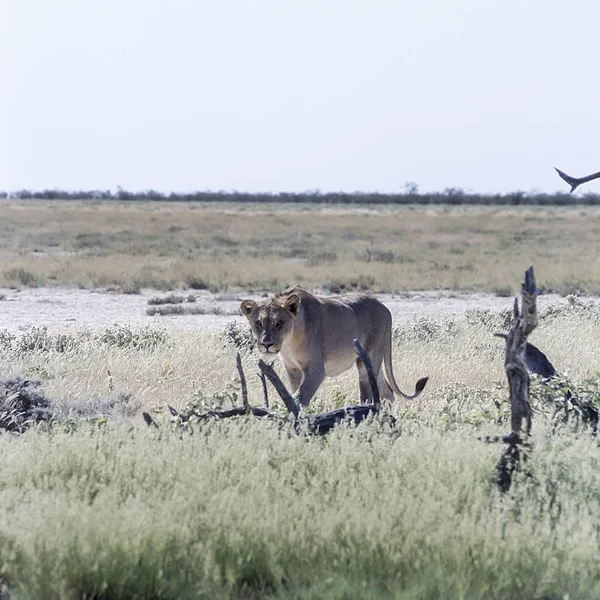 León Panthera Leo África Namibia Oshikoto Parque Nacional Etosha — Foto de Stock