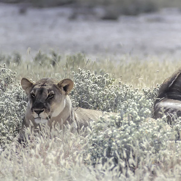 Leão Panthera Leo África Namíbia Oshikoto Parque Nacional Etosha — Fotografia de Stock