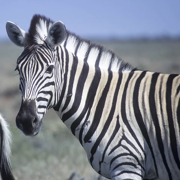 Planícies Zebra Equus Burchellii África Namíbia Oshikoto Parque Nacional Etosha — Fotografia de Stock