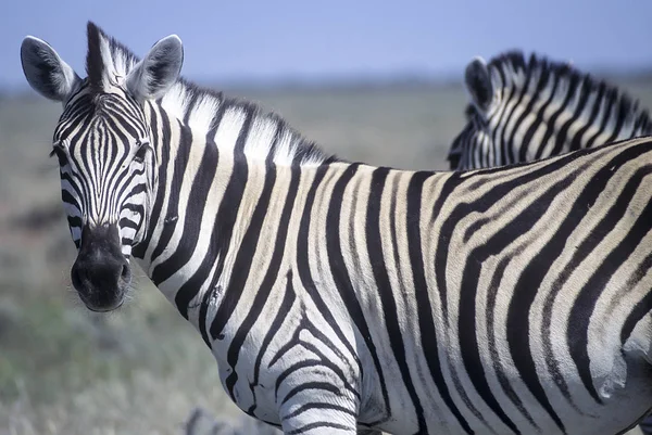 Llanuras Cebra Equus Burchellii África Namibia Oshikoto Parque Nacional Etosha —  Fotos de Stock