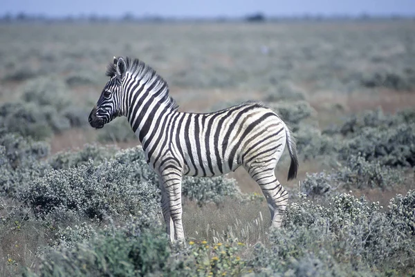 Llanuras Cebra Equus Burchellii África Namibia Oshikoto Parque Nacional Etosha —  Fotos de Stock