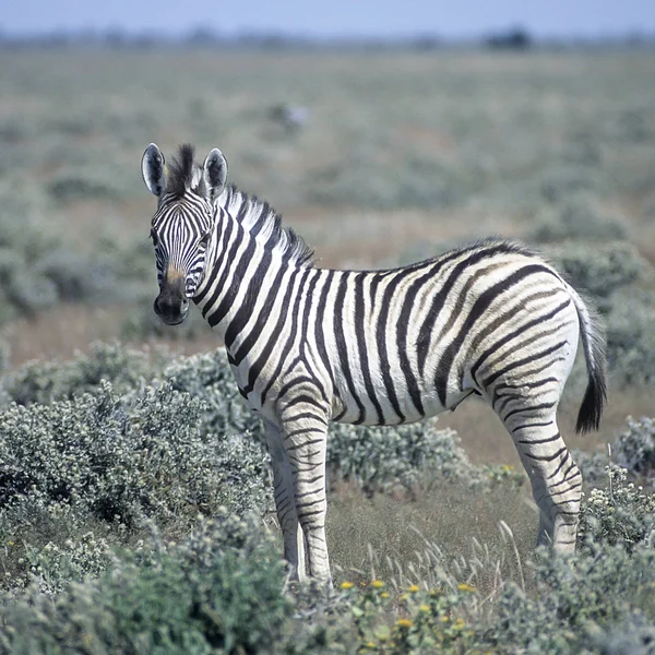 Slätterna Zebra Equus Burchellii Afrika Namibia Oshikoto Etosha National Park — Stockfoto