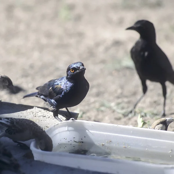 Glossy Starling Lamprotornis Nitens Afrika Namibië Oshikoto Etosha Nationaal Park — Stockfoto