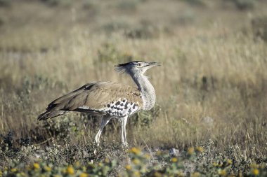 Kori damla, (Ardeotis kori), Afrika, Namibya, Oshikoto, Tosha Milli Parkı