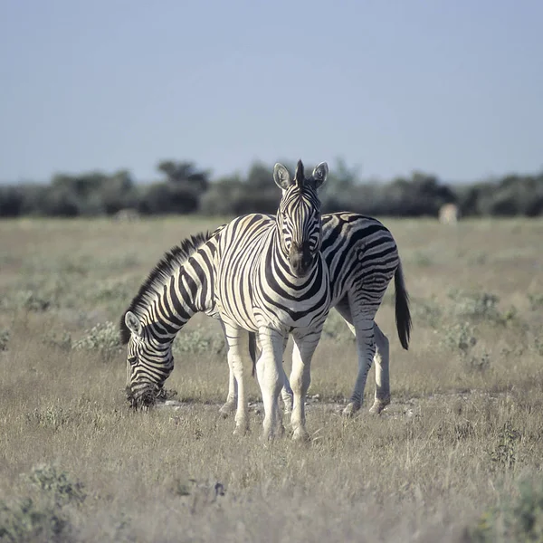 Slätterna zebra — Stockfoto