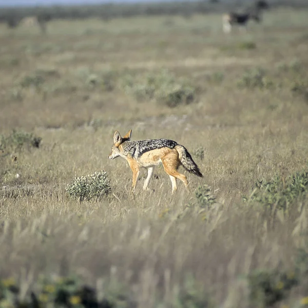 Fekete Hátú Gyuri Canis Mesomelas Afrika Namíbia Etosha Nemzeti Park — Stock Fotó