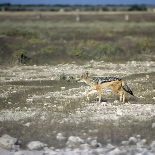 Djakal Dos Noir Canis Mesomelas Afrique Namibie Oshikoto Parc National — Photo