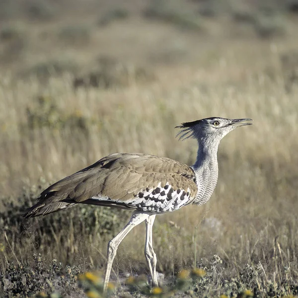 Kori Túzok Ardeotis Kori Afrika Namíbia Etosha Nemzeti Park Oshikoto — Stock Fotó