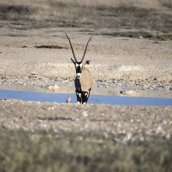 Nyársas Antilop Oryx Gazella Afrika Namíbia Etosha Nemzeti Park Oshikoto — Stock Fotó