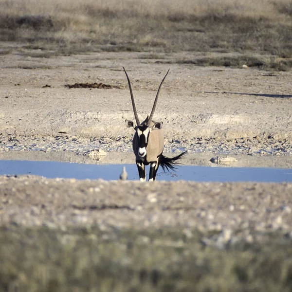 Gemsbok Oryx Gazella África Namíbia Oshikoto Parque Nacional Etosha — Fotografia de Stock