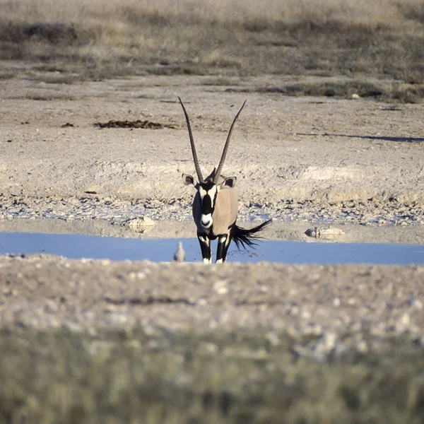 Oryks Południowy Oryx Gazella Park Narodowy Etosha Oshikoto Namibia Afryka — Zdjęcie stockowe