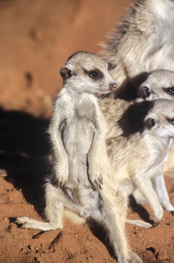 Suricate (Suricata suricatta), Afrika, Namibya, Hardap, Kalahari