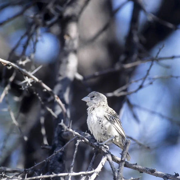 Sürmeli Weaver (Philetairus Drusus'un), etkin Milli Parkı, Oshikoto, Namibia, Afrika