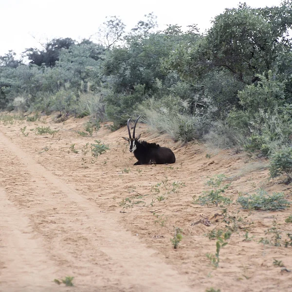 可操作的羚羊 Hippo元围黑素 纳米比亚 Otjozondjupa 沃特伯格高原公园 — 图库照片