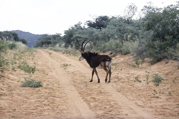 Sable Antelope Hippotragus Niger África Namíbia Otjozondjupa Waterberg Plateau Park — Fotografia de Stock