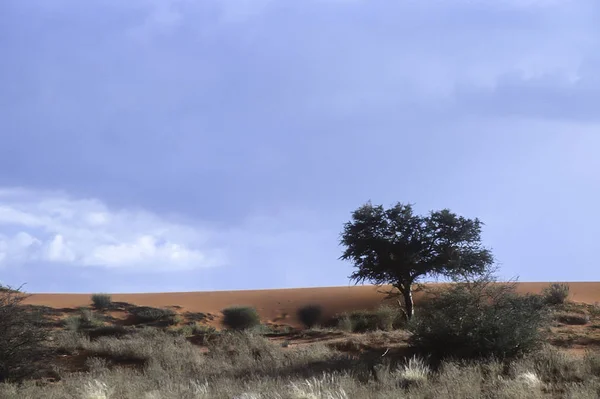 Dunas do deserto de kalahari — Fotografia de Stock