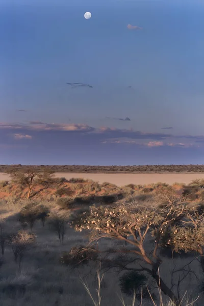 Hold Dűnék Kalahári Sivatagban Hardap Namíbia Afrika — Stock Fotó