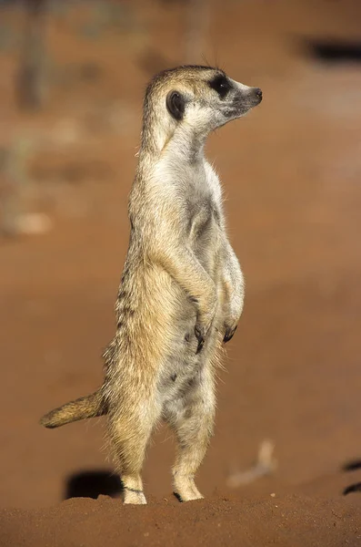 Suricate Suricata Suricatta Afrika Namibie Hardap Kalahari — Stock fotografie