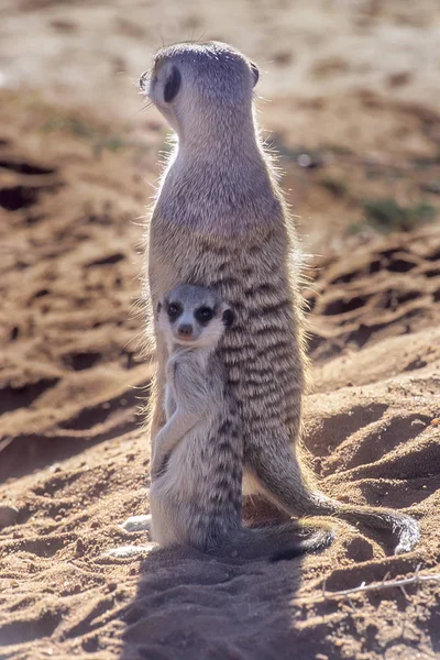 Surikate Suricata Suricatta Afrika Namibia Hardap Kalahari — Stockfoto