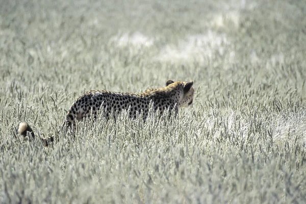 Geparden Acinonyx Jubatus Afrika Namibia Hardap Kalahari — Stockfoto