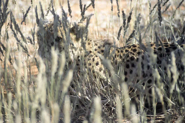 Cheetah Acinonyx Jubatus África Namibia Hardap Kalahari —  Fotos de Stock