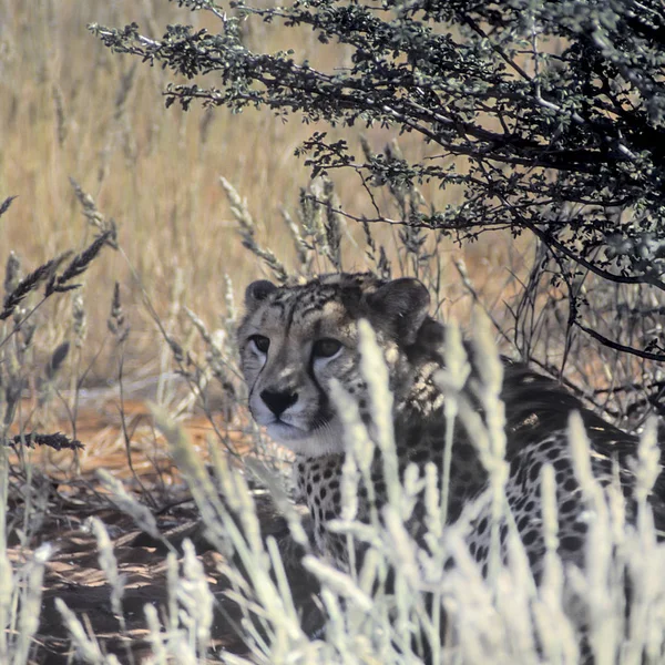 Cheetah Acinonyx Jubatus África Namibia Hardap Kalahari —  Fotos de Stock