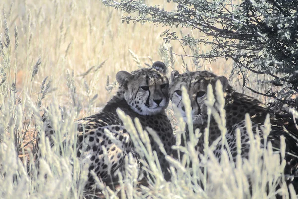 Cheetah Acinonyx Jubatus África Namibia Hardap Kalahari —  Fotos de Stock