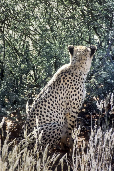 Cheetah Acinonyx Jubatus Afrika Namibia Hardap Kalahari — Stockfoto