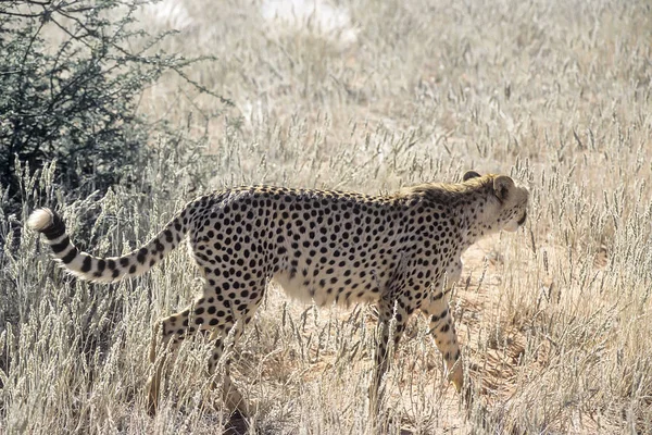 Cheetah Acinonyx Jubatus África Namibia Hardap Kalahari —  Fotos de Stock