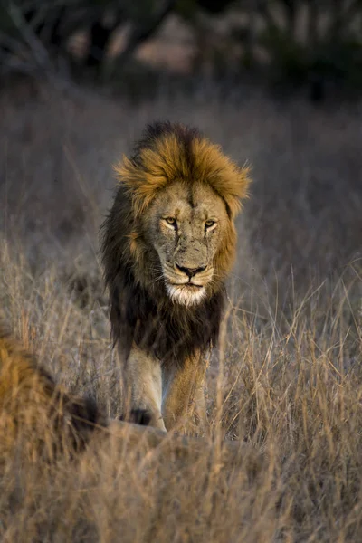 Löwe — Stockfoto