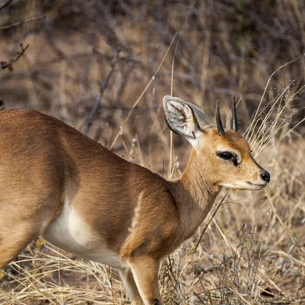 Steenbok. — Fotografia de Stock