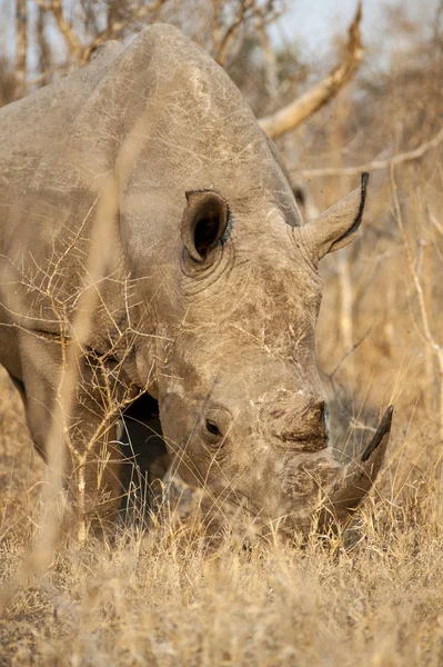 Breitmaulnashorn — Stockfoto