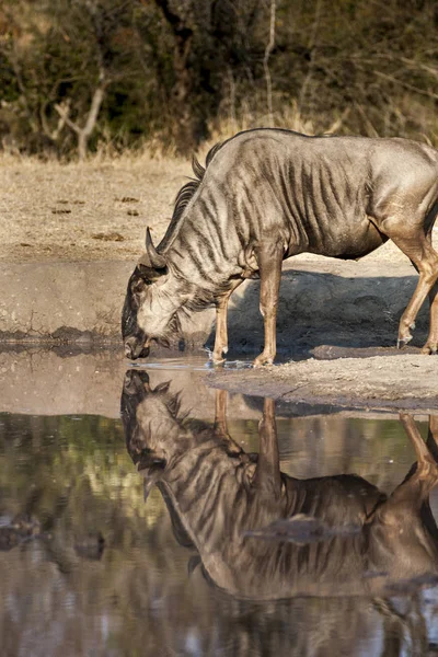 Gnus azuis — Fotografia de Stock