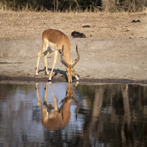 Impala —  Fotos de Stock