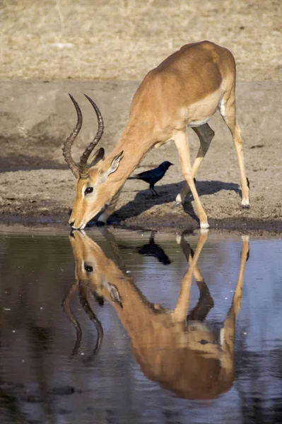 Impala —  Fotos de Stock