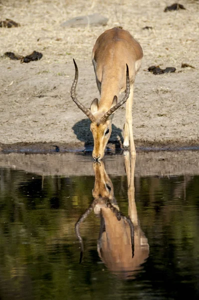 Impala —  Fotos de Stock