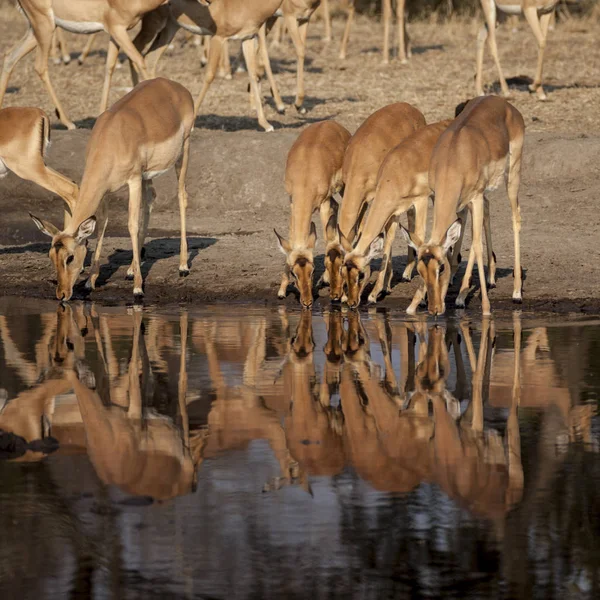 Impala. — Fotografia de Stock