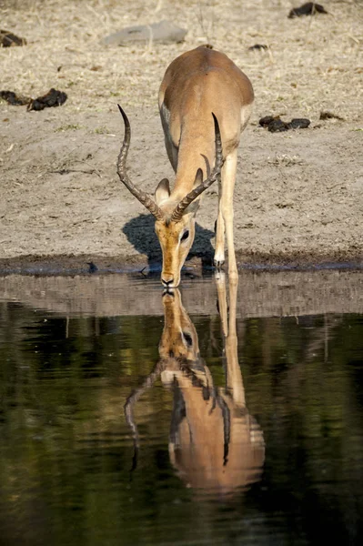 Impala —  Fotos de Stock