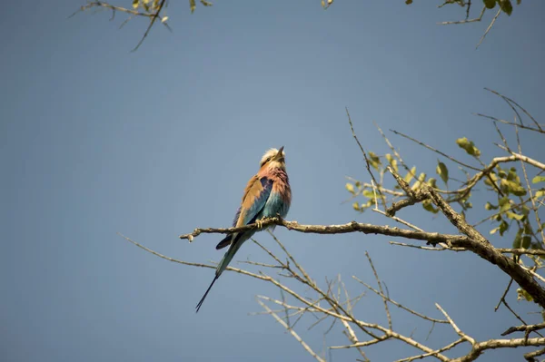 Lilacbreasted Roller — Stockfoto