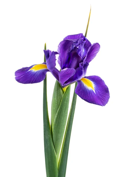 Hermosa Flor Iris Púrpura Oscura Aislada Sobre Fondo Blanco — Foto de Stock