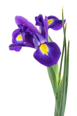 Beyaz arka planda izole edilmiş güzel koyu mor iris çiçeği.