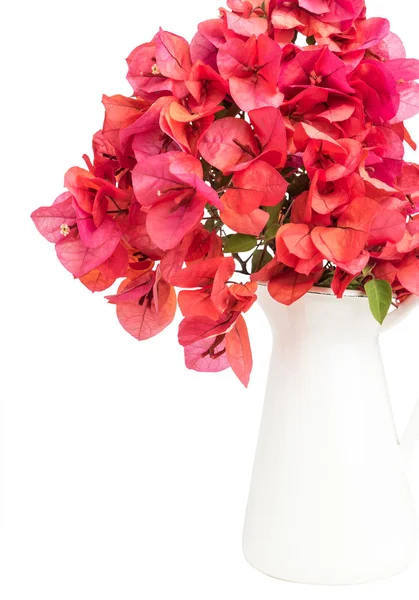 Popínavé Květiny Popínavé Rostliny Kvetou Růžové Bílém Pozadí — Stock fotografie