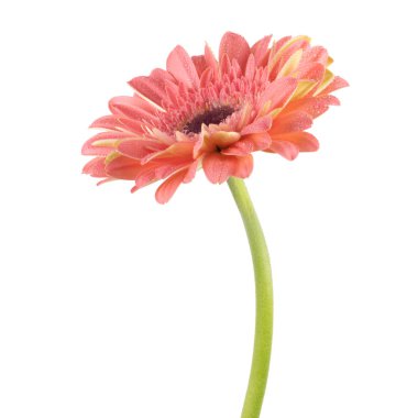 Beautiful pink Gerbera (Daisy) with drops of water isolated on white background. clipart