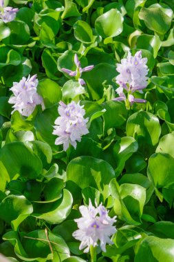 Doğal su nehir su sümbül çiçeği.