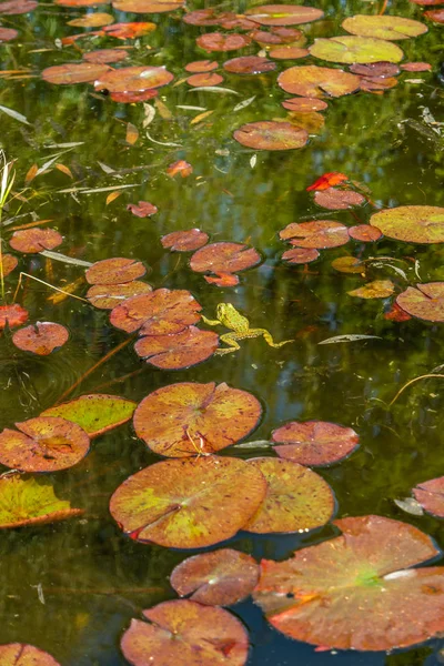 Une Grenouille Verte Assise Dans Étang Pleine Nénuphars — Photo