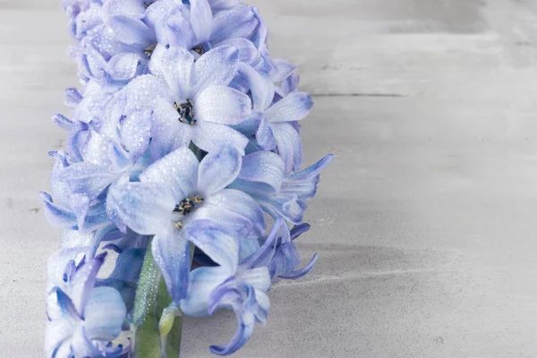Jacinto Azul Sobre Fondo Cemento Con Espacio Para Copiar Flor —  Fotos de Stock