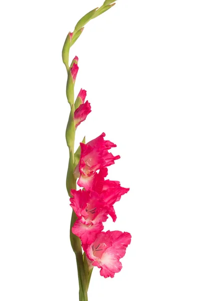 Rosa Gladiolenblüte Isoliert Auf Weißem Hintergrund — Stockfoto