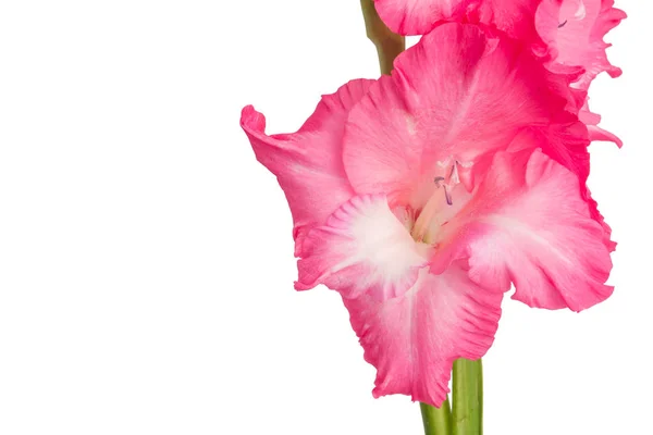 Beyaz Arka Plan Üzerinde Izole Pembe Glayöl Çiçek — Stok fotoğraf