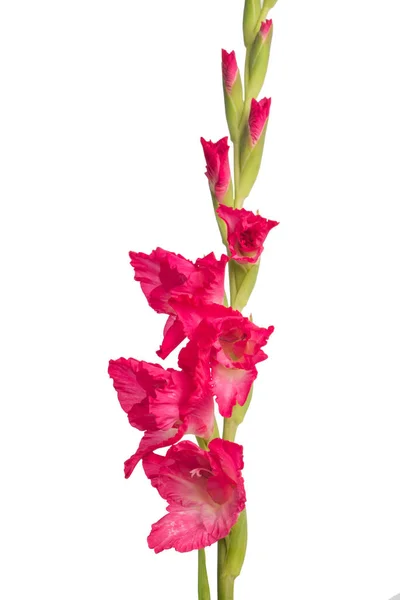 Rosa Gladiolenblüte Isoliert Auf Weißem Hintergrund — Stockfoto