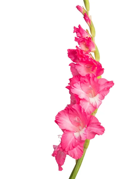 Rosa Gladiolenblüte Isoliert Auf Weißem Hintergrund — Stockfoto